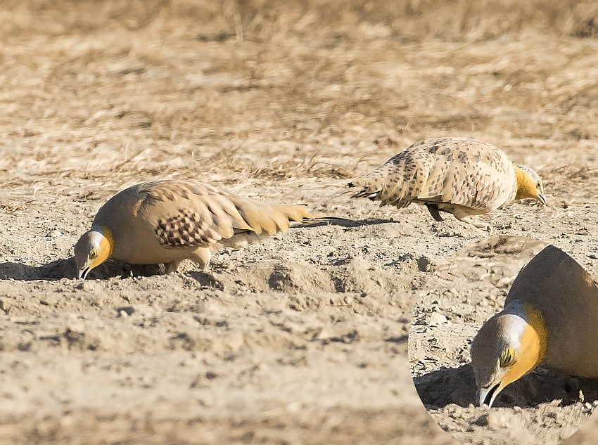 Spotted Sandgrouse